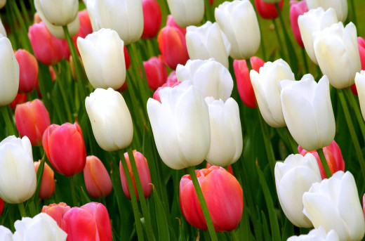 579743 (a): :2700x1778